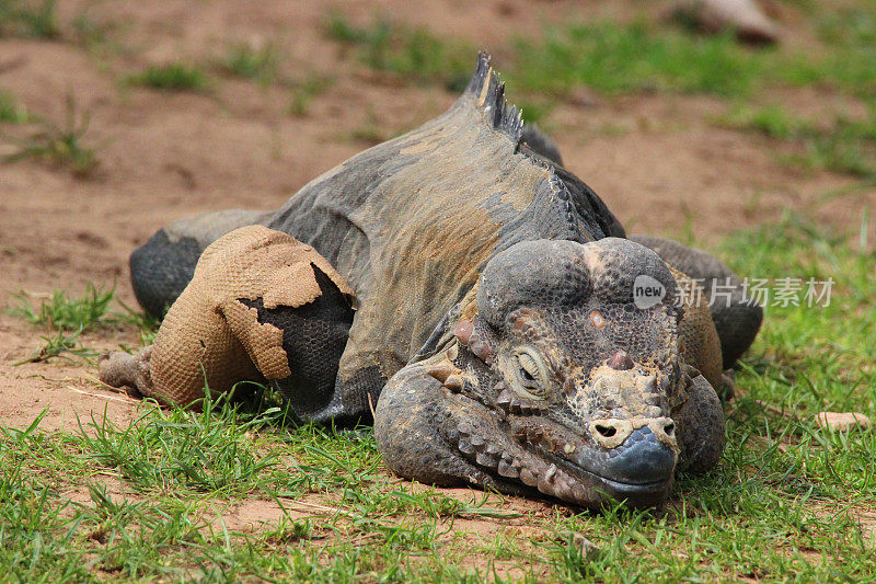 雄性犀牛鬣蜥(Cyclura cornuta)脱落的皮肤